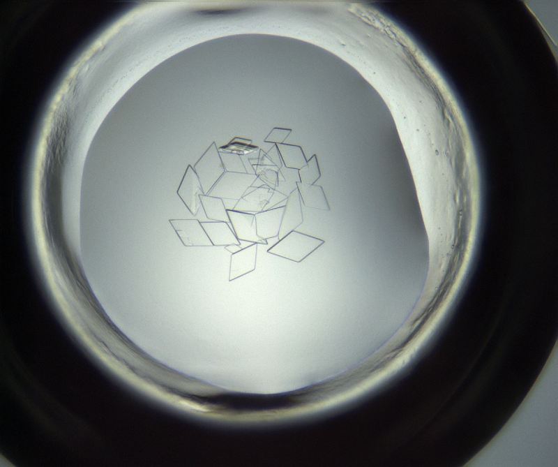 protein crystals